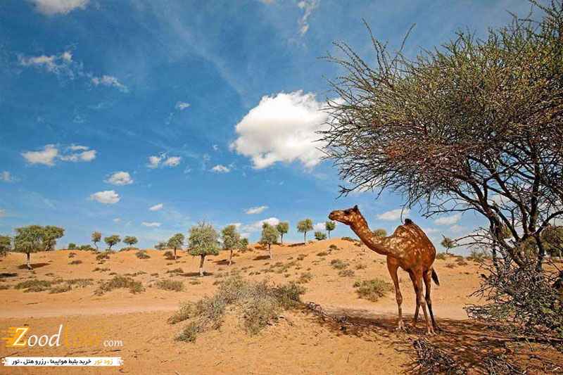 تور راس  الخیمه